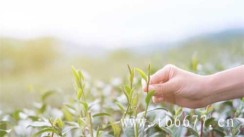 福鼎白茶为什么价格上涨