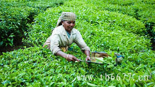 中国十大名茶白牡丹茶