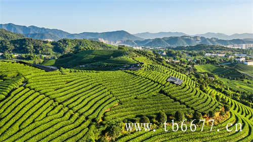 武夷山风景区的岩茶