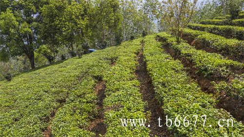 寿眉白茶什么口感