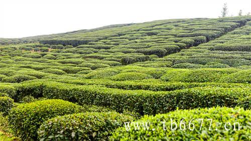 冲泡乌龙茶的技巧