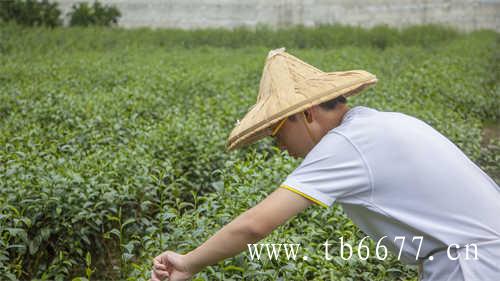 什么样的乌龙茶是好茶