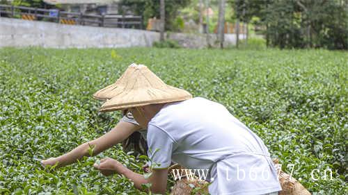 你见过哪些奇葩的饮茶方式