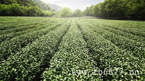 福鼎太姥山的白茶