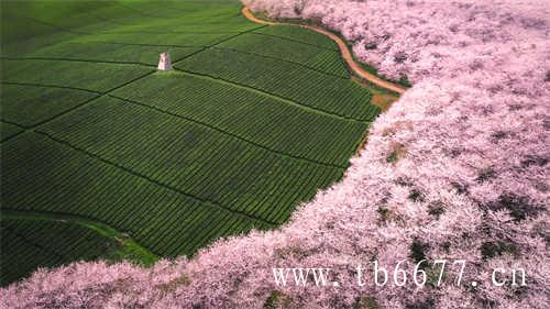 贡眉茶的价格决定因素