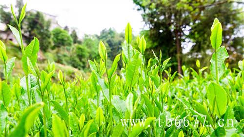 冷水煮茶和热水煮茶哪个更好喝