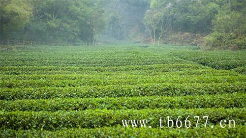 寿眉白茶饼怎么储存